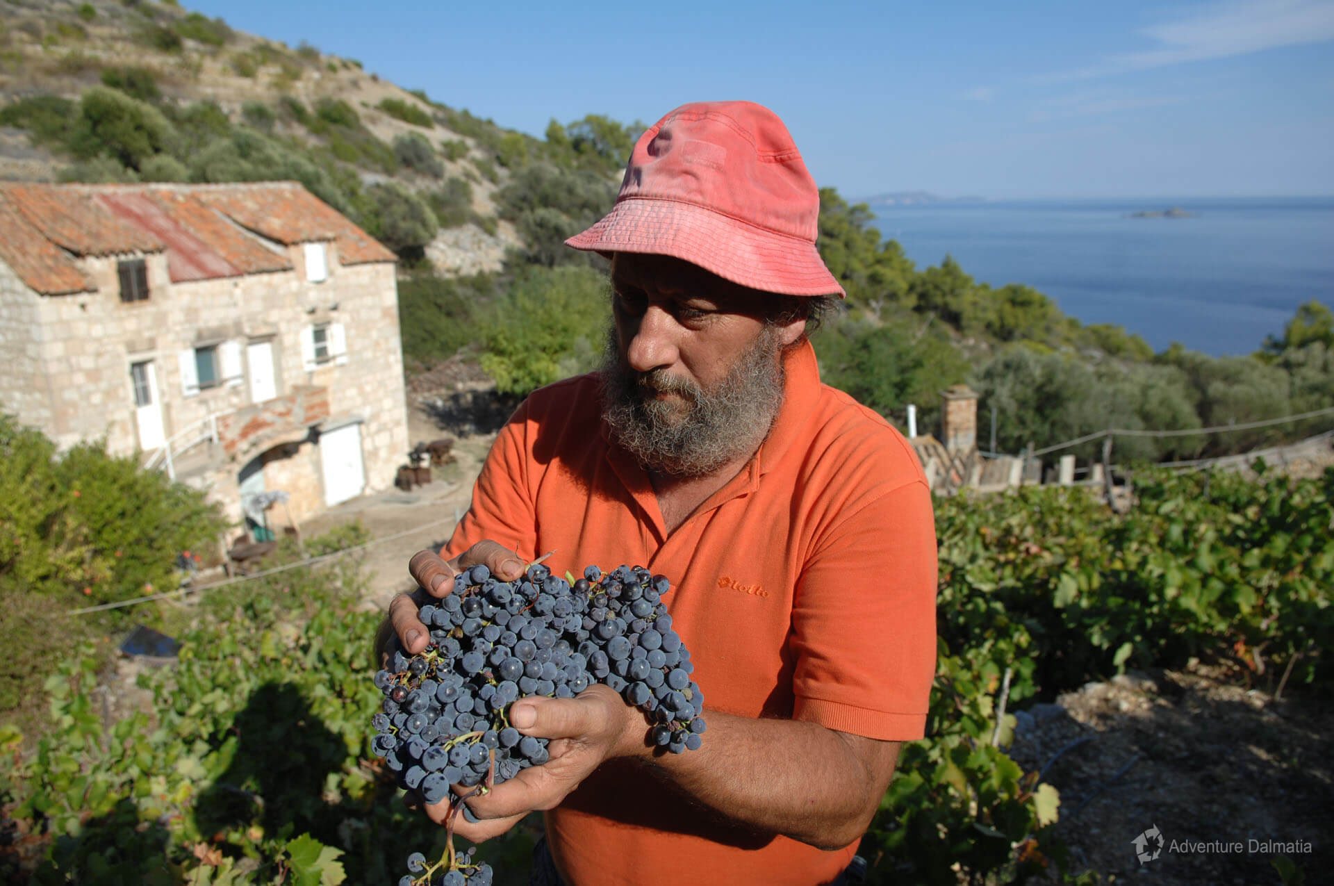 Famous red wines are made at the heart of the Adriatic sea, Svetac island.
